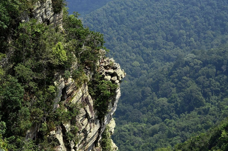 Rainforest Adventure